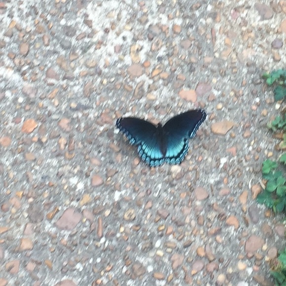 Meet your Posher, Gigi - Picture 2 of 6